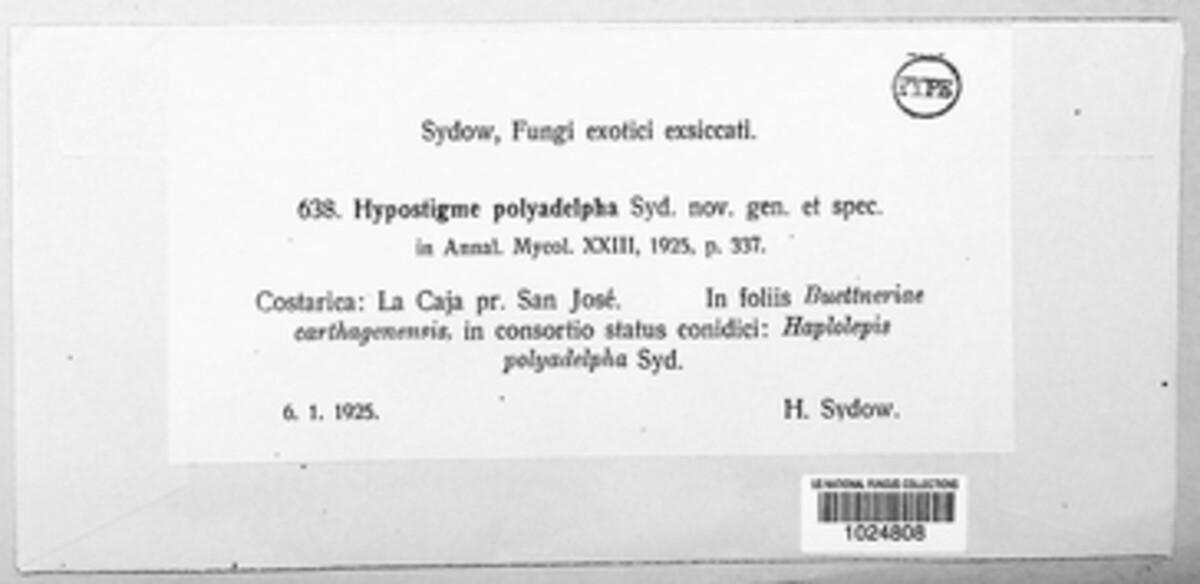 Hypostigme polyadelpha image